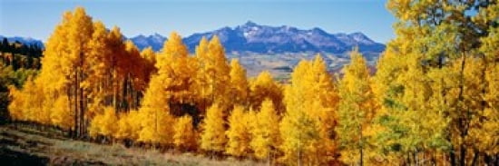 Fall Aspen Trees Telluride CO Canvas Art - Panoramic Images (36 x 12)