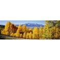thumbnail image 1 of Fall Aspen Trees Telluride CO Poster Print by  - 36 x 12, 1 of 1