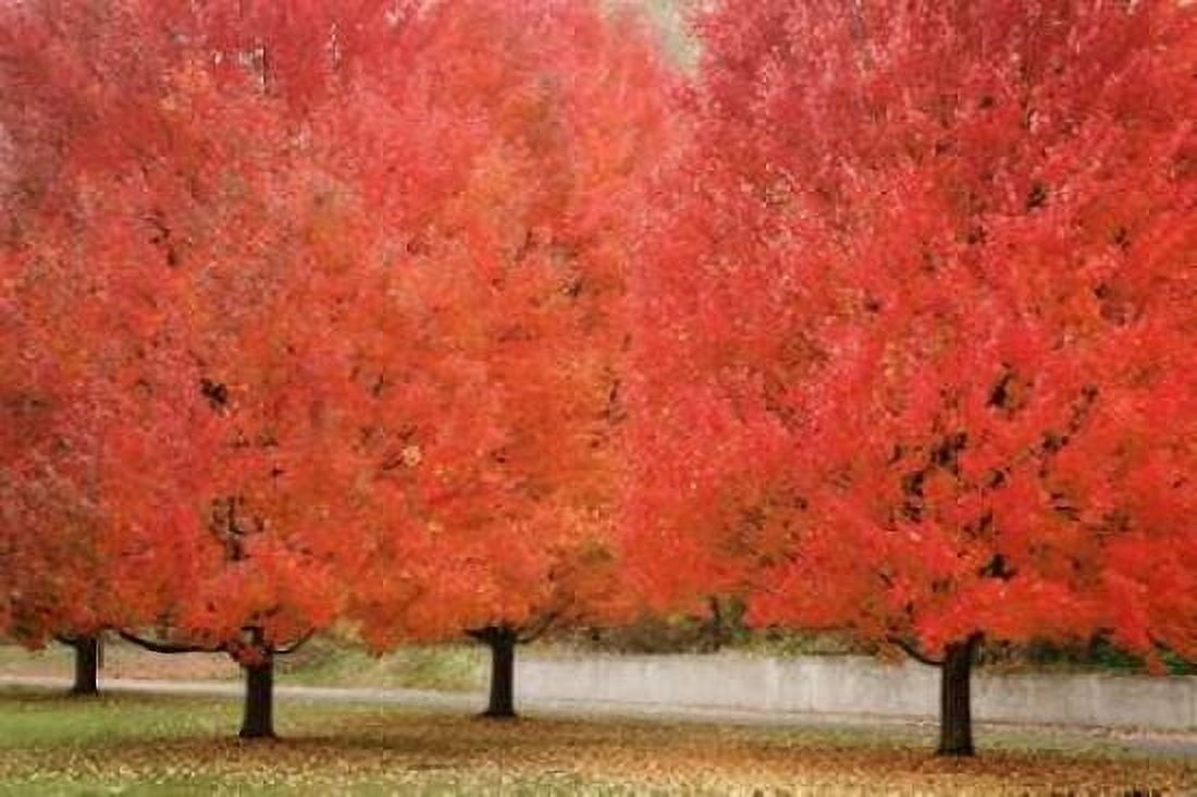 Fall Beauty II Canvas Art - Vitaly Geyman (24 x 36)