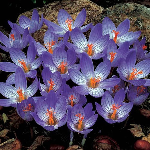 Fall Blooming Violet Blue Crocus speciosus - 10 Bulbs - 7/8 cm Bulbs