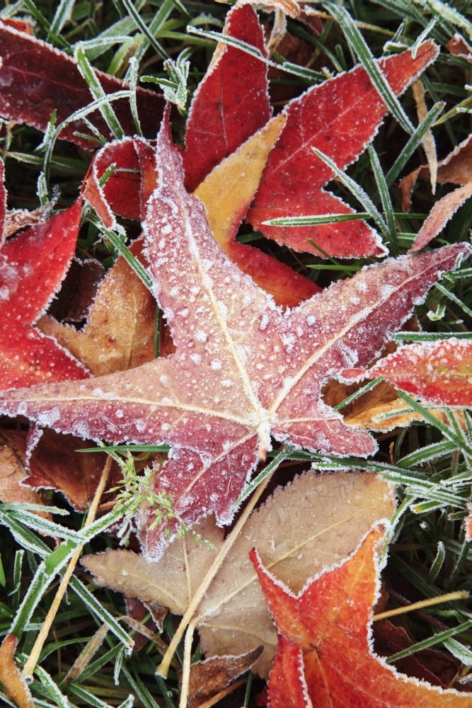 Fall Colored Leaves Covered In Frost Canvas Art - Craig Tuttle Design Pics (12 x 19)