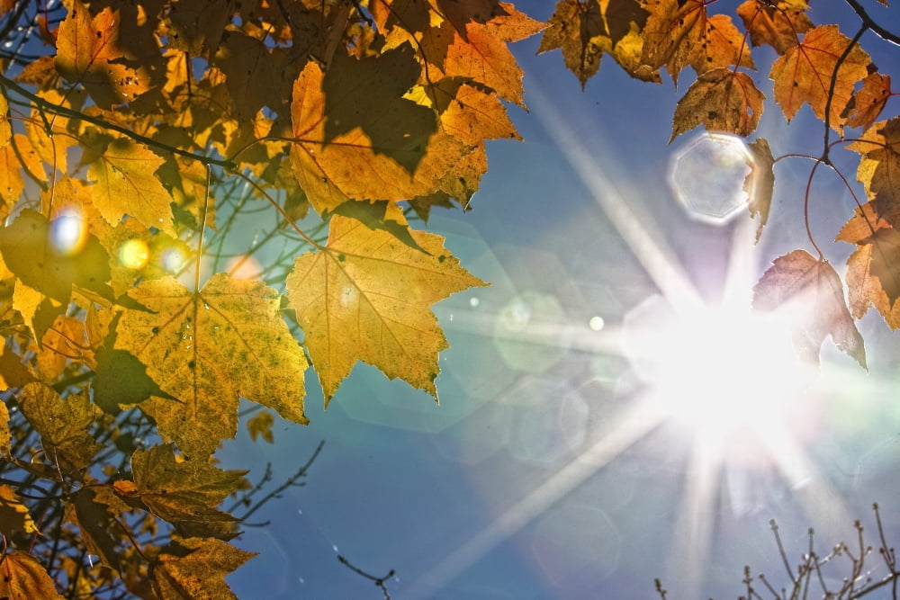Fall Colors And Sunshine Ontario Canvas Art - Robert Postma Design Pics (17 x 11)