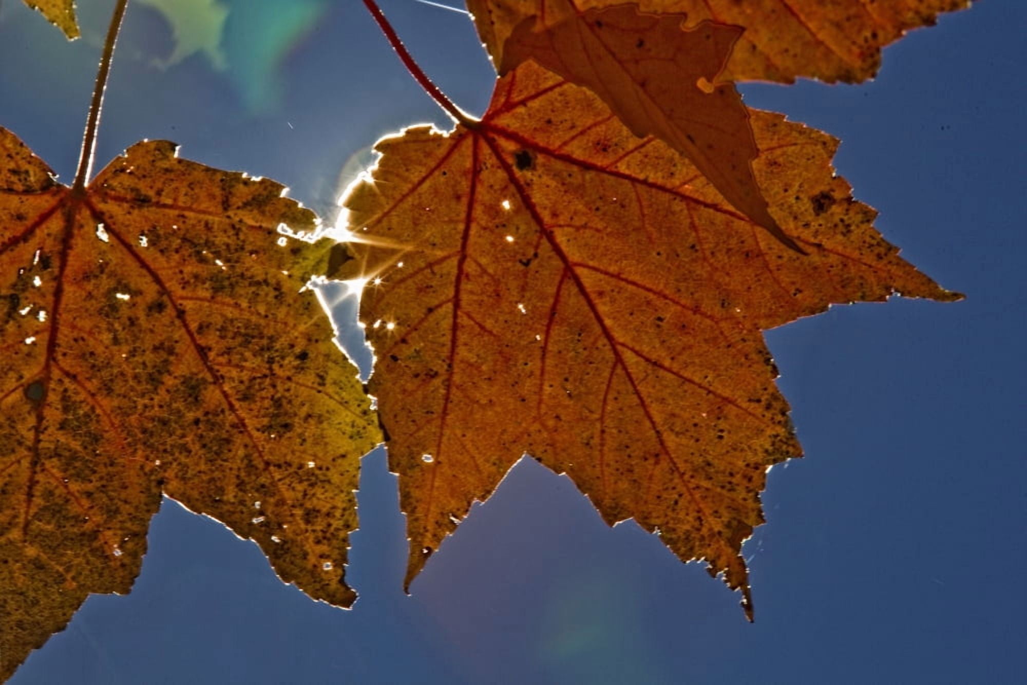Fall Colors And Sunshine Ontario Canvas Art - Robert Postma Design Pics (17 x 11)