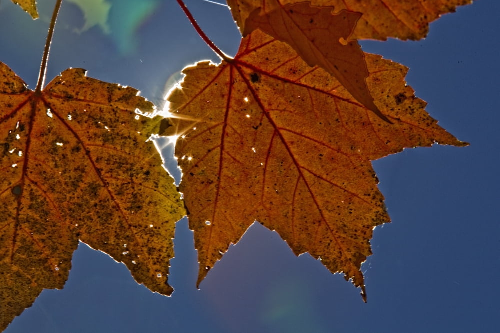 Fall Colors And Sunshine Ontario Canvas Art - Robert Postma Design Pics (34 x 22)