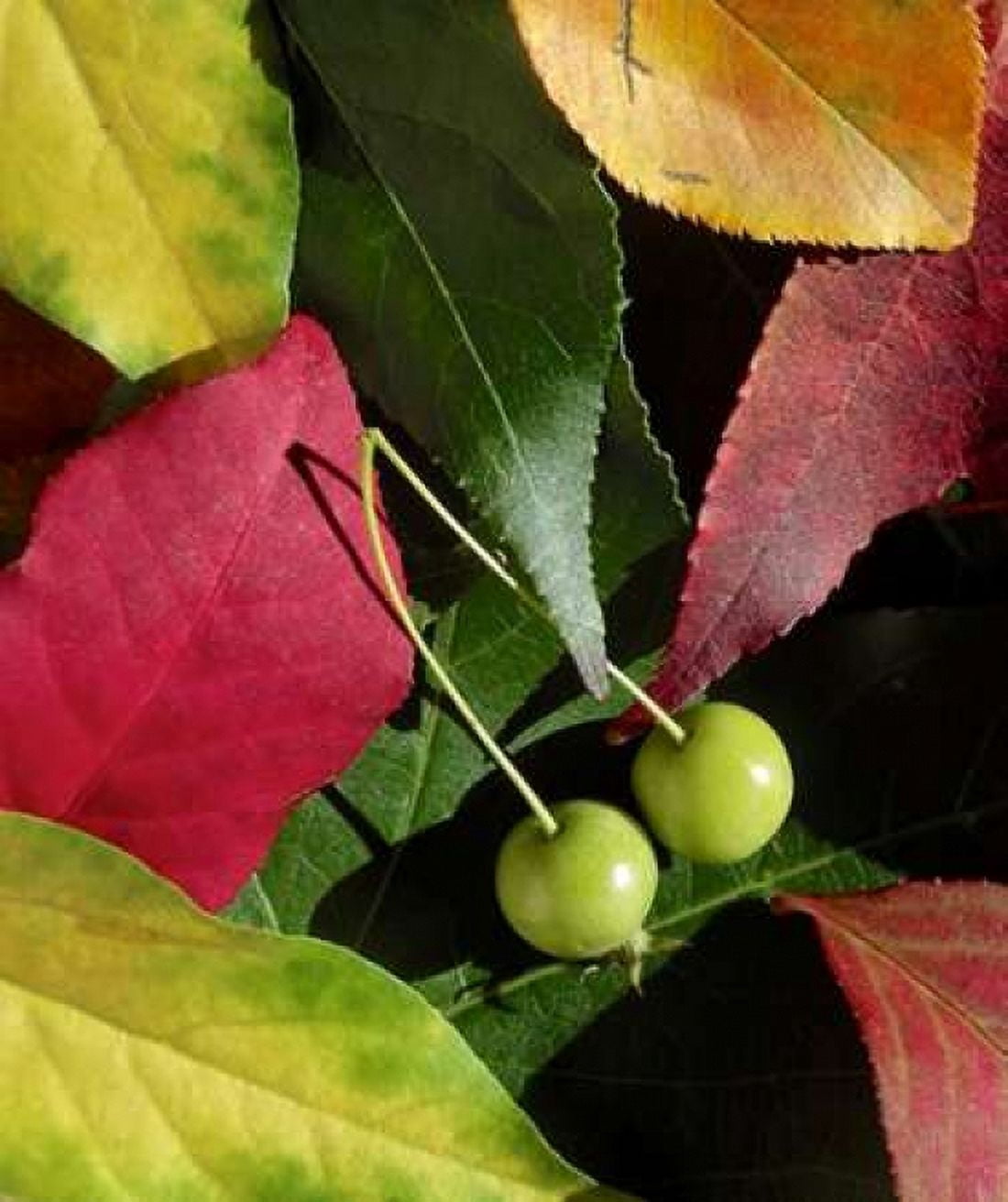Fall Colors I Canvas Art - Monika Burkhart (24 x 24)