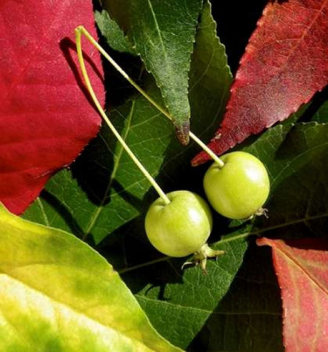 Fall Colors II Canvas Art - Monika Burkhart (24 x 24)