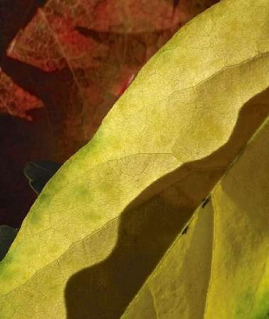 Fall Colors IV Canvas Art - Monika Burkhart (24 x 24)