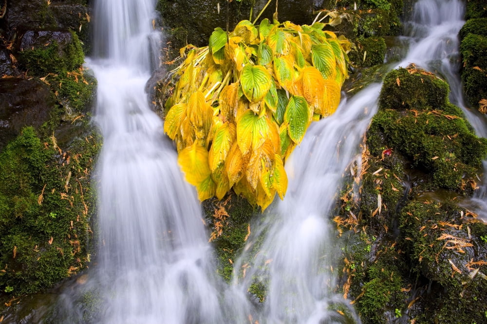 Fall Colors In Crystal Springs Falls Oregon Usa Canvas Art - Craig Tuttle Design Pics (19 x 12)