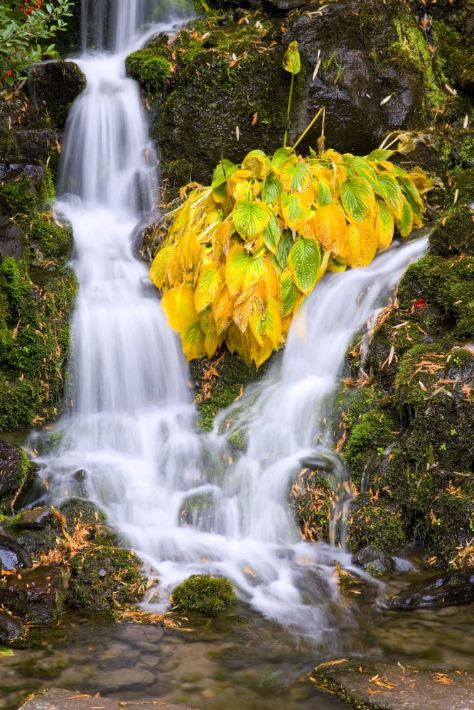 Fall Colors In Crystal Springs Falls Oregon Usa Canvas Art - Craig Tuttle Design Pics (24 x 38)