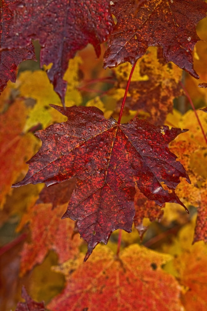 Fall Colors In Maple Leaves Ontario Canvas Art - Robert Postma Design Pics (11 x 17)