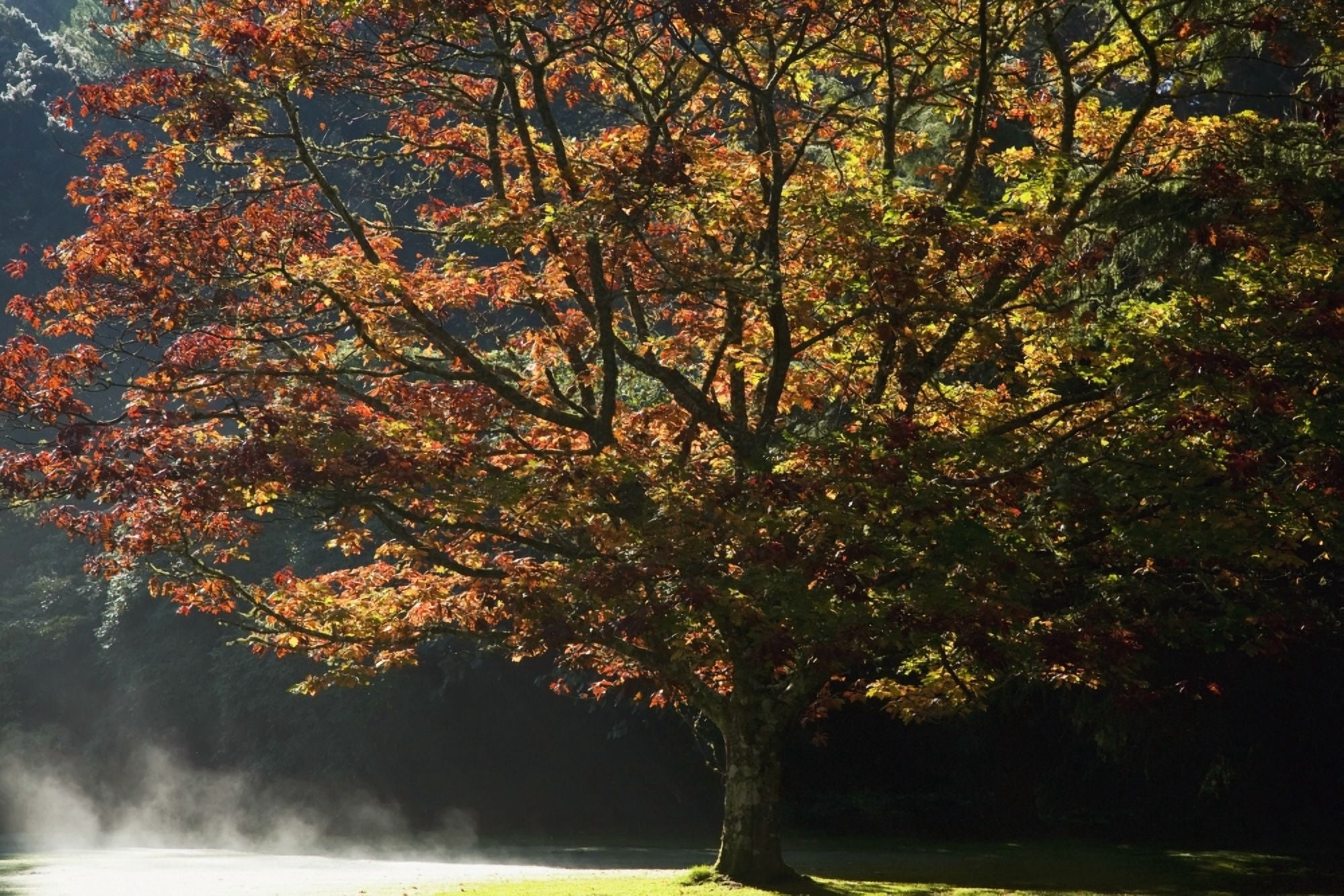 Fall Colors In Muckross Gardens In Killarney National Park Killarney County Kerry Ireland Canvas Art - Peter Zoeller Design Pics (38 x 24)