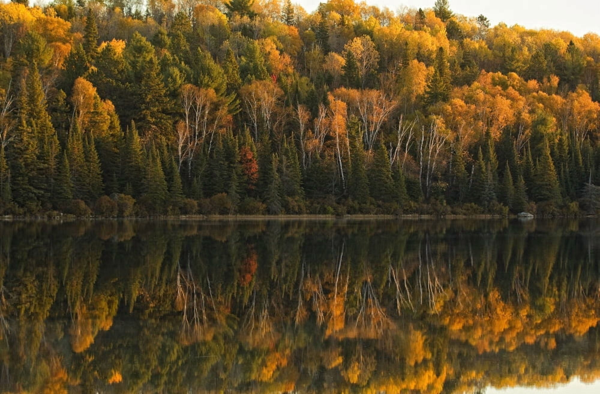 Fall Colors Reflected In The Waters Of Opeongo Lake Algonquin Park Ontario Canvas Art - Robert Postma Design Pics (17 x 11)