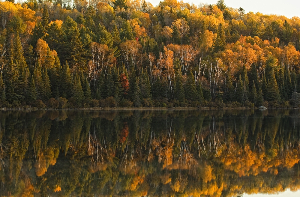 Fall Colors Reflected In The Waters Of Opeongo Lake Algonquin Park Ontario Canvas Art - Robert Postma Design Pics (34 x 22)