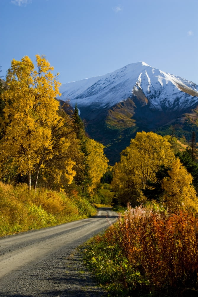 Fall Colors And Snowcapped Peaks Along The Palmer Creek Road Near Hope In The Chugach National Forest On The Kenai Peninsula Of Southcentral Alaska Canvas Art - Bill Scott Design Pics (22 x 34)