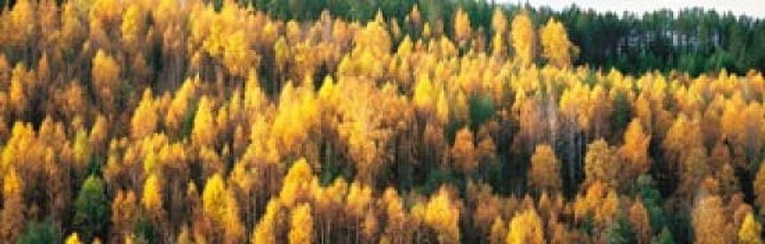 Fall Colors Sundsval Vicinity Sweden Canvas Art - Panoramic Images (36 x 12)