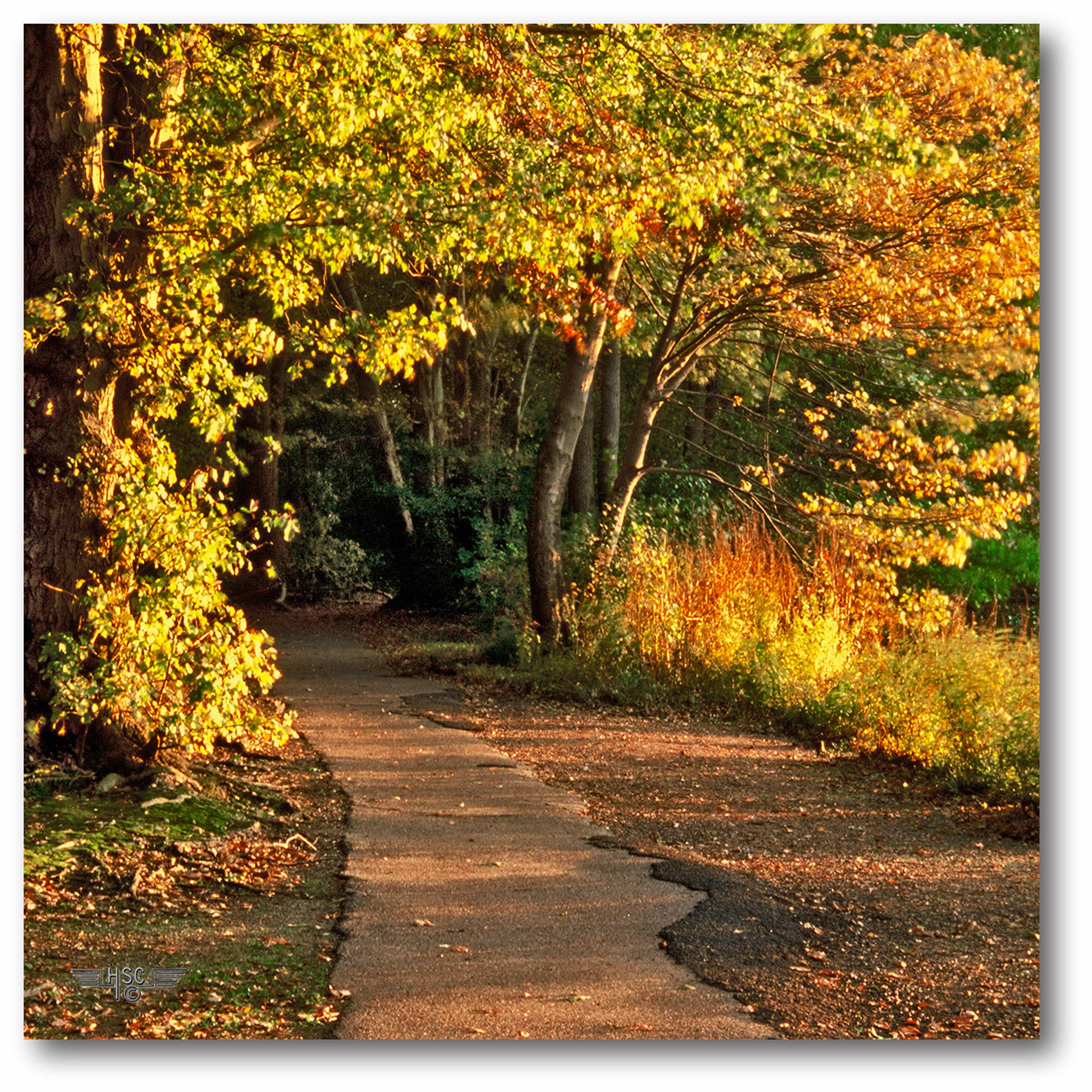 Fall Colors on the Trail Gallery-Wrapped Canvas Wall Art, 16x16