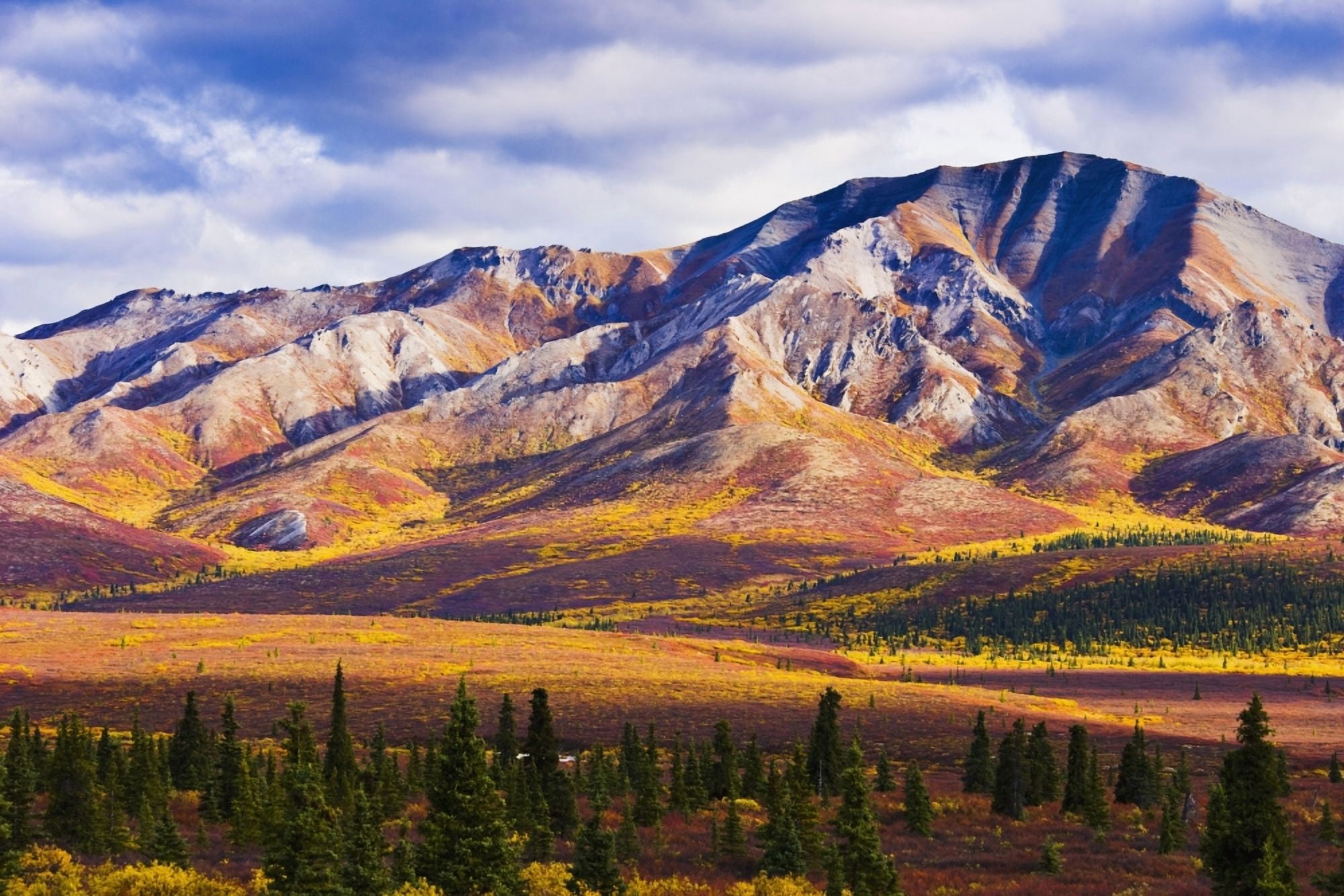 Fall Colours And Fang Mountain Denali National Park Alaska Canvas Art - Yves Marcoux Design Pics (17 x 11)