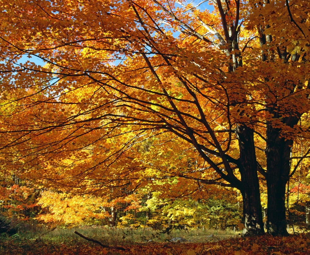 Fall Colours Canvas Art - David Chapman Design Pics (32 x 26)