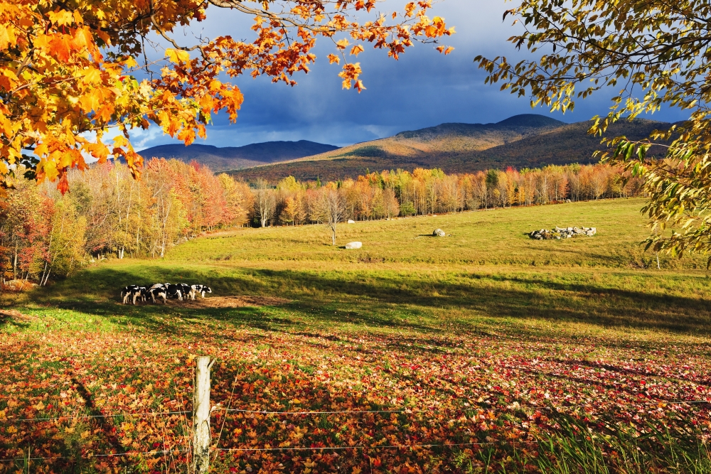 Fall Colours Cows In Field And Mont Sutton Sutton Eastern Townships Quebec Canvas Art - Yves Marcoux Design Pics (17 x 11)