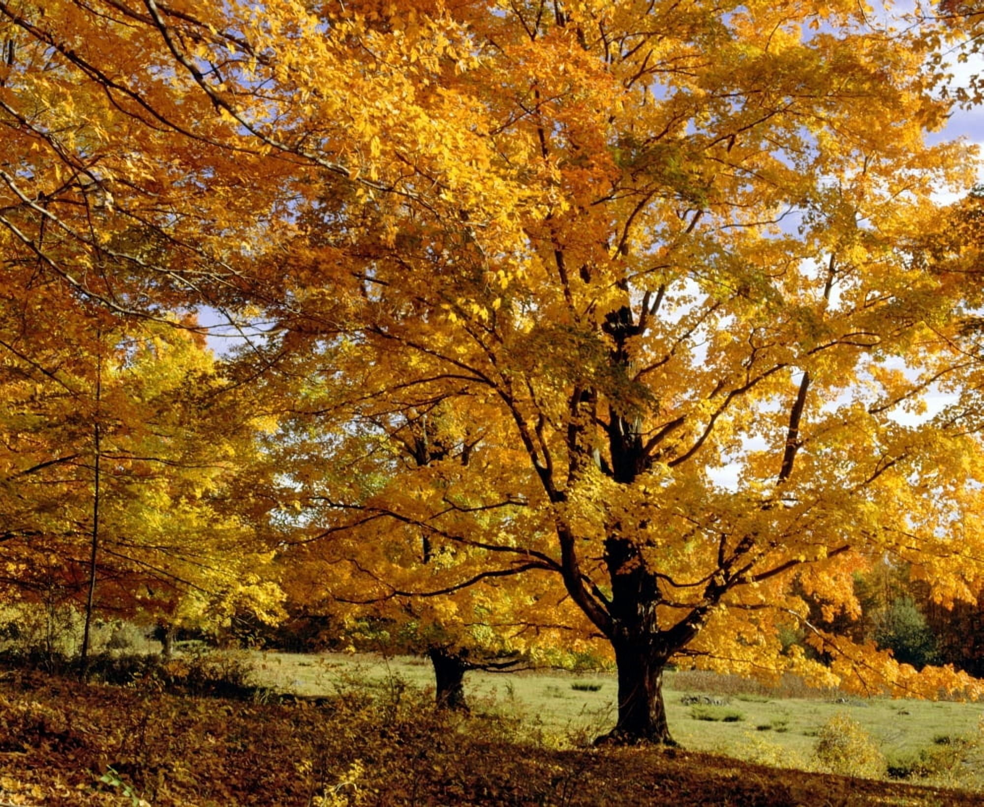 Fall Colours In Eastern Townships Quebec Canada Canvas Art - David Chapman Design Pics (16 x 13)