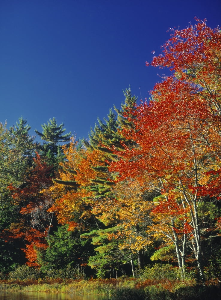 Fall Colours Mersey River Kejimkujik National Park Nova Scotia Canada Canvas Art - Darwin Wiggett Design Pics (12 x 16)