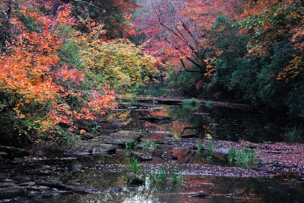 Fall Creek Canvas Art - Jerome Andrews (24 x 36)