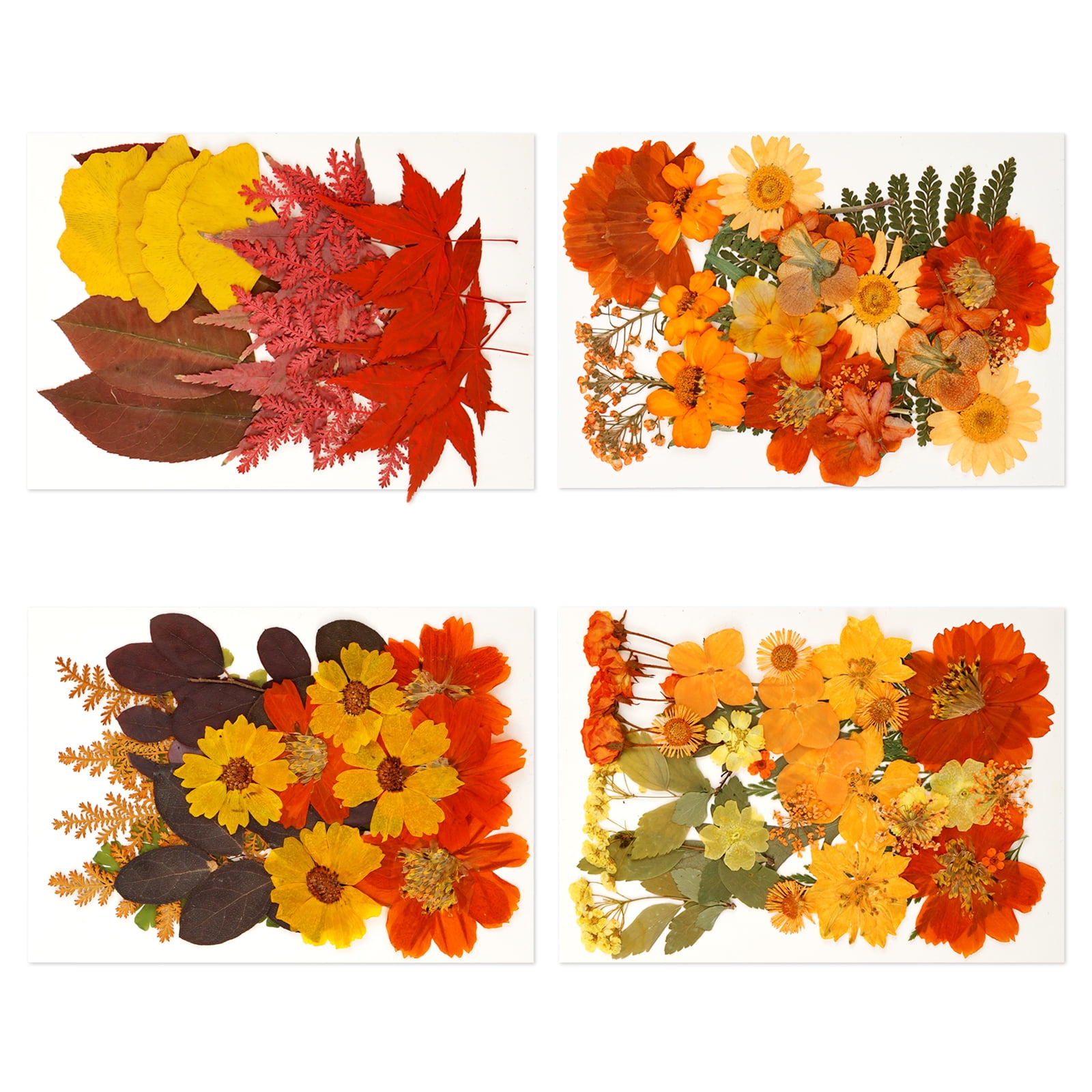 Fall Dried Pressed Flowers Colorful Versatile Dried Autumn Flowers Leaf ...