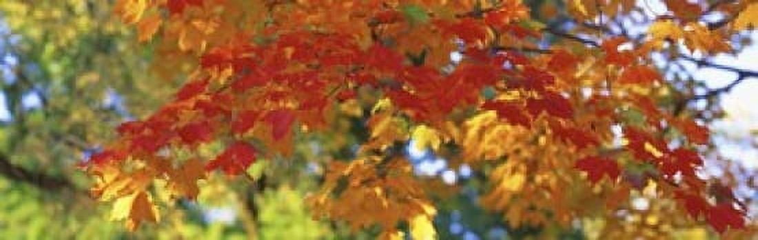 Fall Foliage Guilford Baltimore City Maryland USA Canvas Art - Panoramic Images (18 x 6)