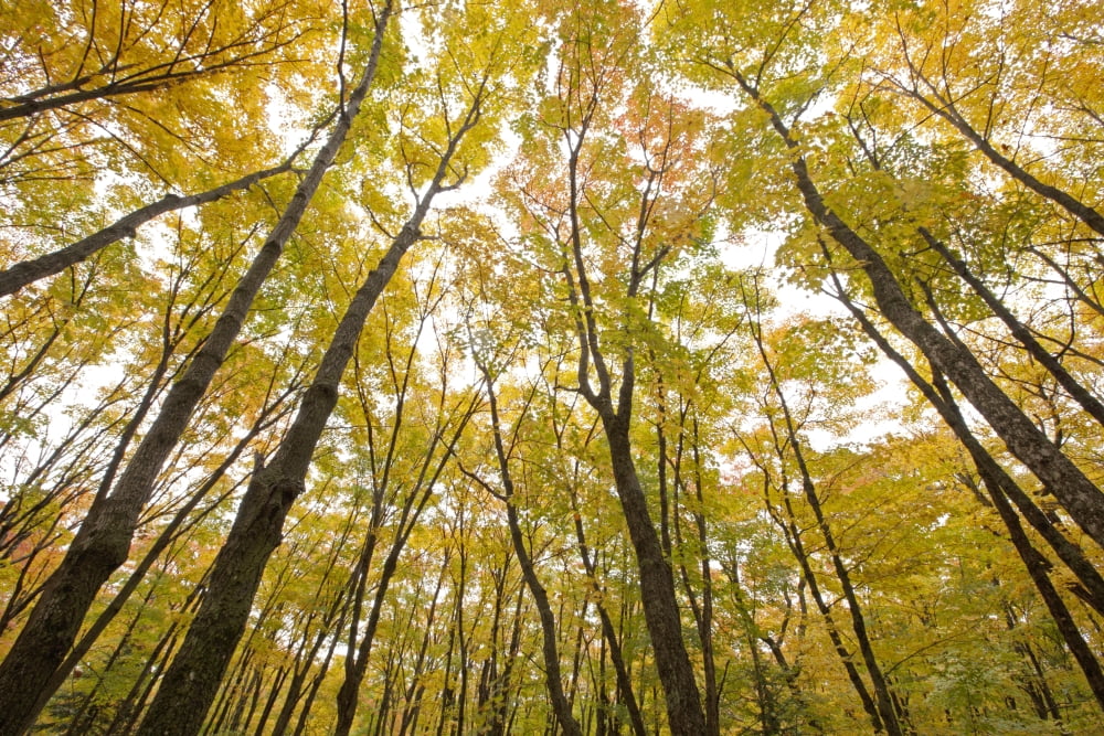 Fall Foliage On The Trees Thunder Bay Ontario Canada Canvas Art - Susan Dykstra Design Pics (19 x 13)