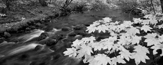 Fall Glory Canvas Art - Dennis Frates (24 x 48)