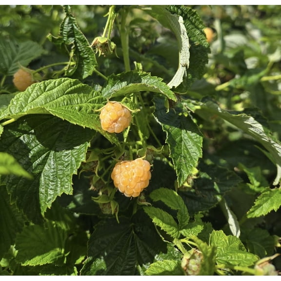 Fall Gold Everbearing Raspberry - Live Plant - ( 1 QT ) - self-fertile - intense sweetness