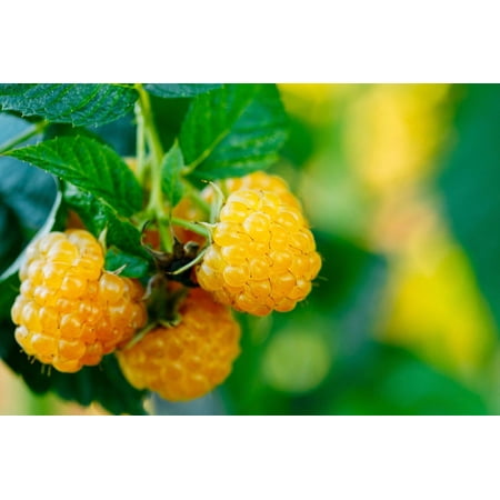 Fall Gold Everbearing Raspberry Plant - 3.25" Pot