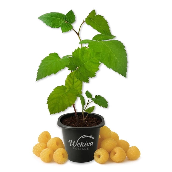 Fall Gold Raspberry Bush - 1 Live Starter Plant - Rubus - Edible Berry Bearing Bramble Shrub for Fruit Garden and Patio