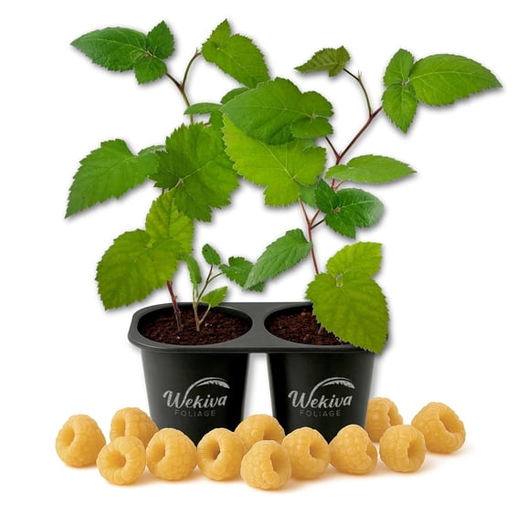 Fall Gold Raspberry Bush - 2 Live Starter Plants - Rubus - Edible Berry Bearing Bramble Shrub for Fruit Garden and Patio