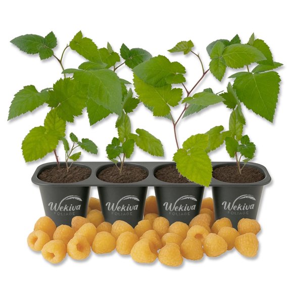 Fall Gold Raspberry Bush - 4 Live Starter Plants - Rubus - Edible Berry Bearing Bramble Shrub for Fruit Garden and Patio