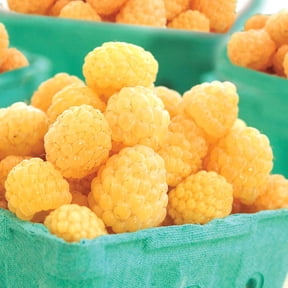 Fall Gold Raspberry Bush Deciduous Fruit Bearing Plant, grown in a 1.50 Gallon Pot (1-Pack)