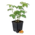 thumbnail image 1 of Fall Gold Raspberry Bush - Single - 3 Inch Pot - Rubus Strigosus, 1 of 5