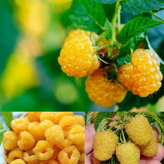 Fall Gold Raspberry Live Plant 4 to 6 Inch Tall, Golden Raspberry Plant, Sweet Yellow Berries for Garden