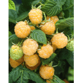 thumbnail image 1 of Fall Gold Raspberry Plant Live, 5-9 Inch Tall, Raspberry Fruit Trees for Outdoor Growing, Raspberry Seedling, 1 of 10