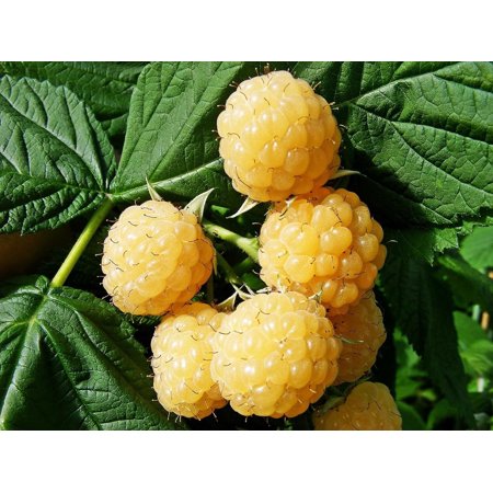 Fall Gold Raspberry Plant - Live Plant in a 2 Inch Pot - Rubus - Grow Your Own Fruits - Garden Or Patio Plant