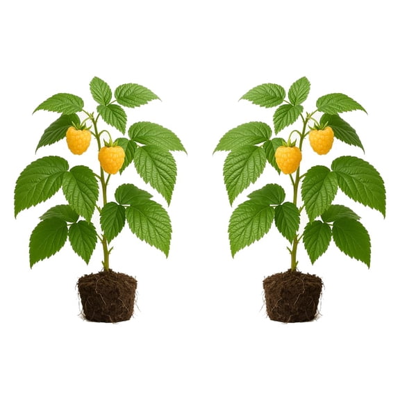 Fall Gold Raspberry Plants - Set of 2 Starter Plants, Full Sun, USDA Zones 4-8, Live Fruit Bushes