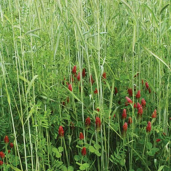 Fall Green Manure Mix Seed Kit - Cover Crop and Soil Builder, Easy to Grow, Build Biomass - Ships from Iowa, USA (5 Pounds)