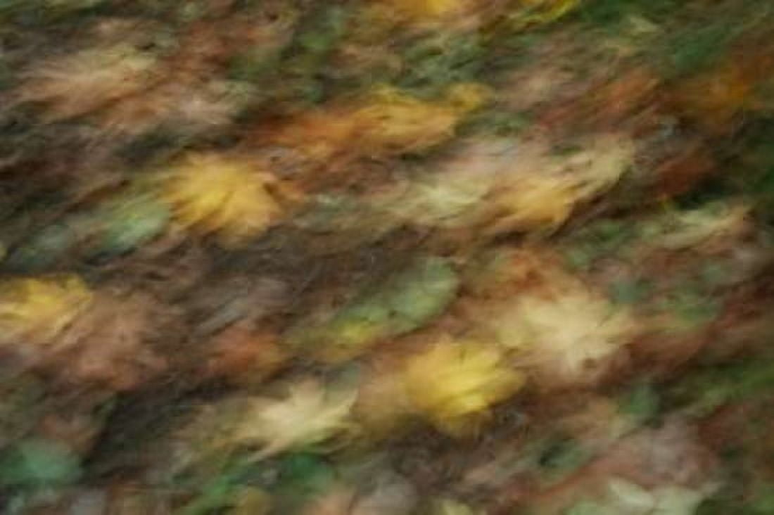 Fall Impressions I Canvas Art - Vitaly Geyman (20 x 28)