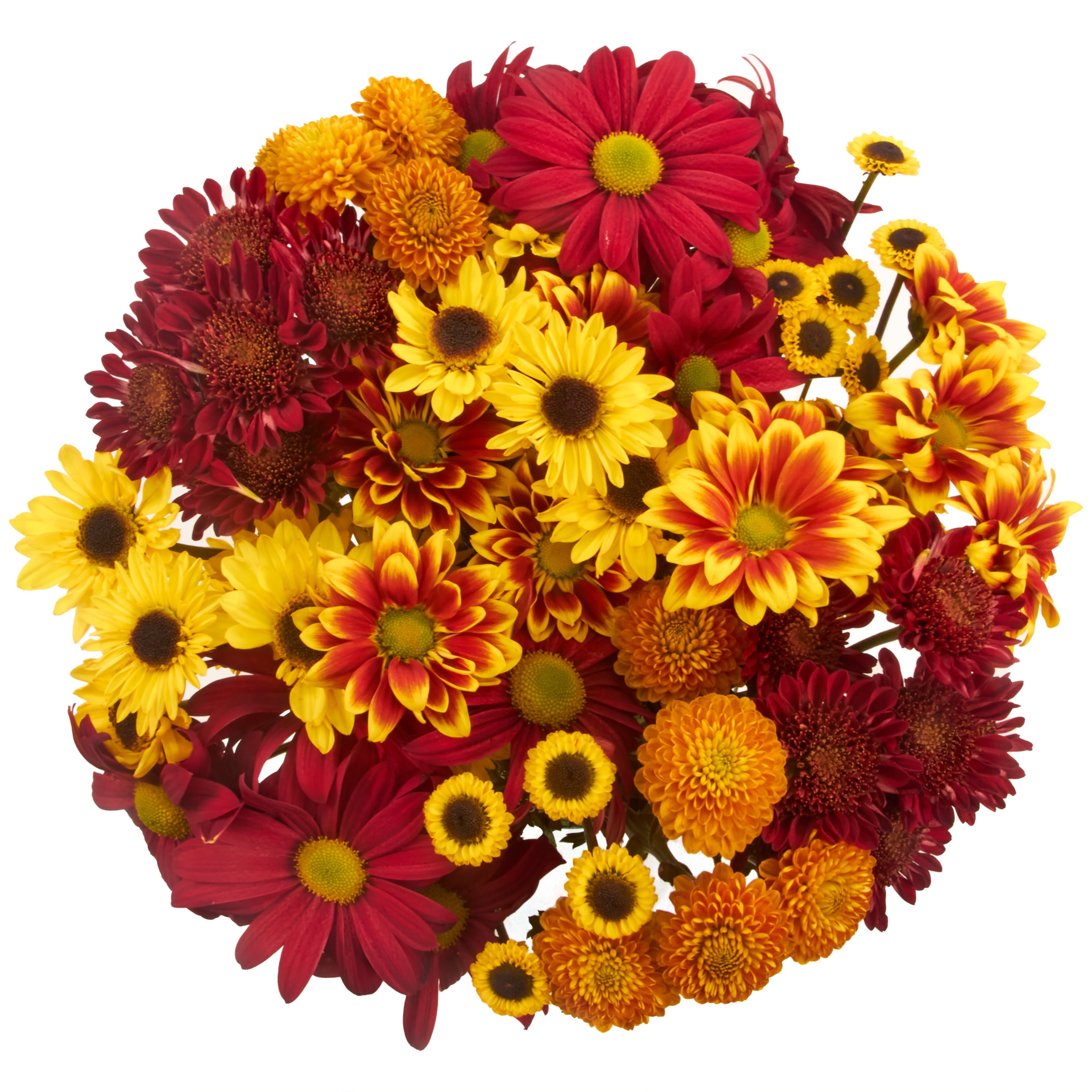 Fall Large POMs (Fresh Cut Flowers)