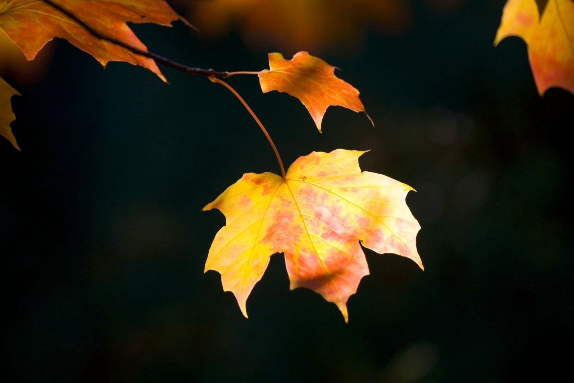 Fall Leaf Canvas Art - Craig Tuttle Design Pics (38 x 24)