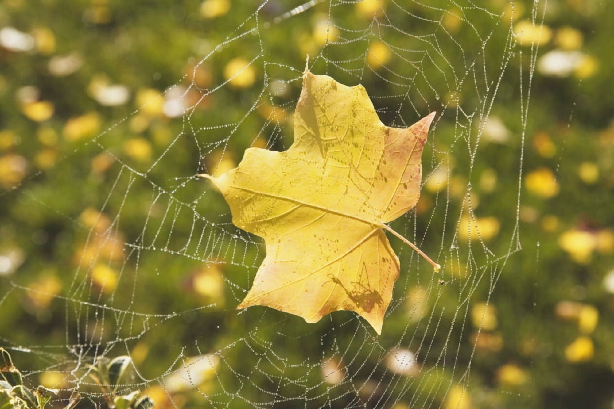 Fall Leaf In A Spider Web Canvas Art - Craig Tuttle Design Pics (38 x 24)
