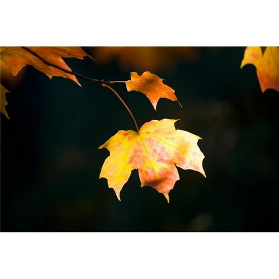 Fall Leaf Poster Print by Craig Tuttle - 19 x 12
