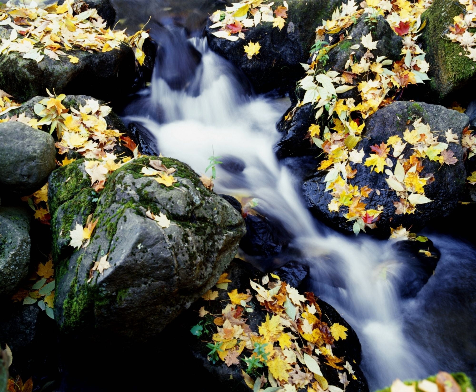 Fall Leaves Among Rocks On A River Canvas Art - David Chapman Design Pics (32 x 26)