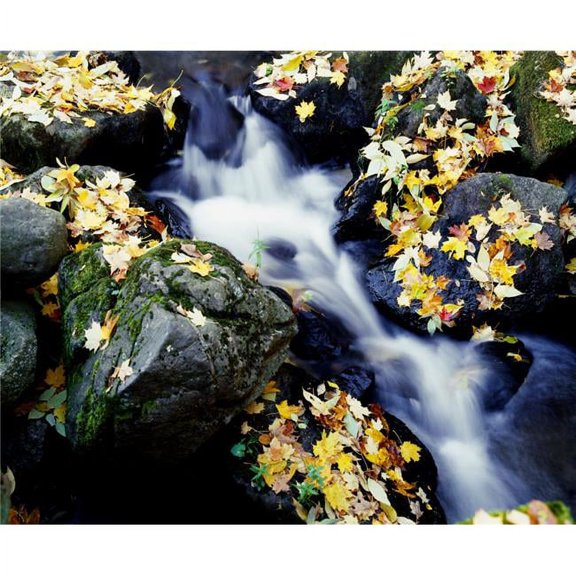 Fall Leaves Among Rocks On A River Poster Print by David Chapman - 32 x 26 - Large