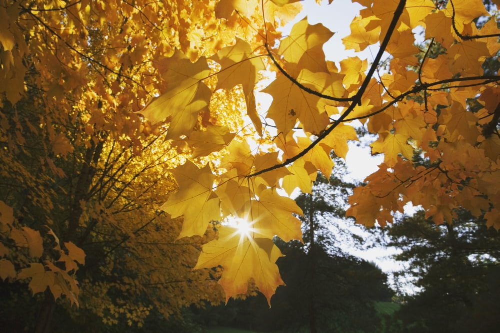 Fall Leaves Canvas Art - Craig Tuttle Design Pics (38 x 24)